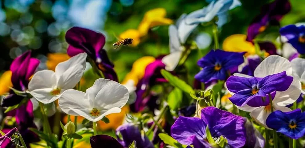 Top 10 flori care înfloresc în luna mai și cum le cultivi