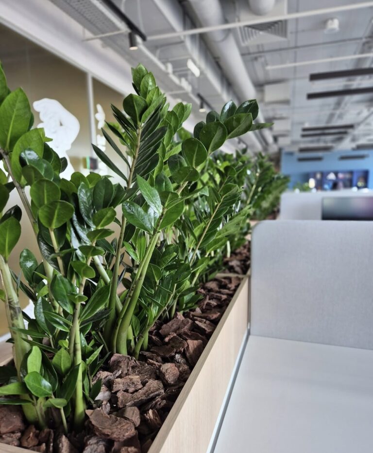 Întreținerea plantelor de interior