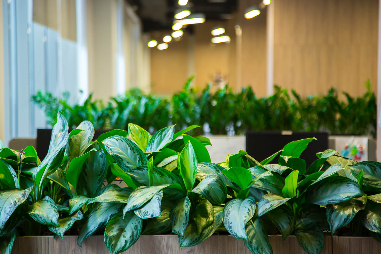 PLANTE DE INTERIOR Mr. Donchev