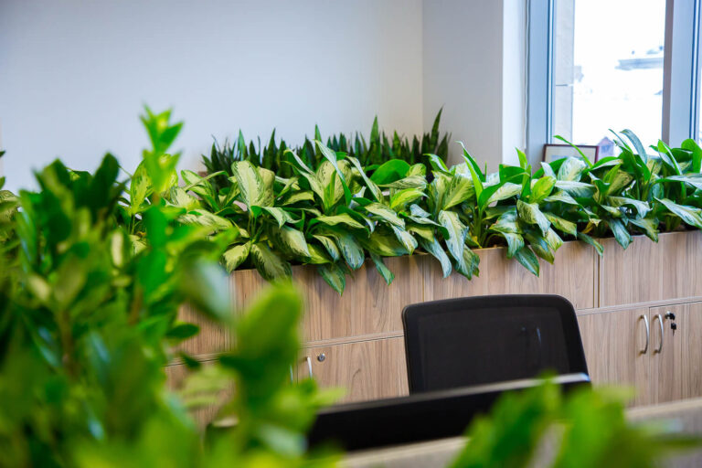 Servicii profesionale pentru PLANTE DE INTERIOR